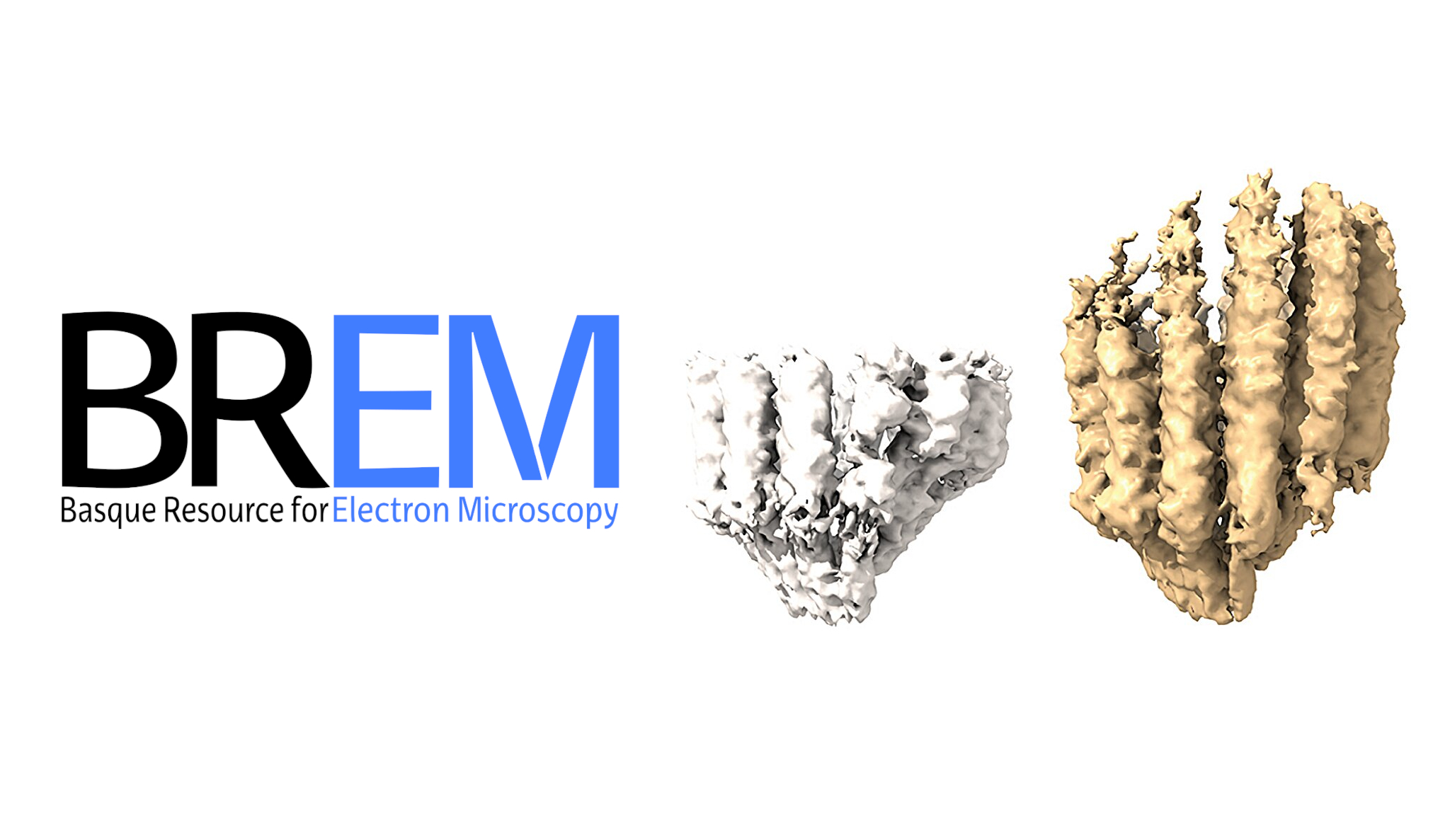 BREM provided high-resolution imaging for the First atomic-scale 'movie' of microtubules under construction