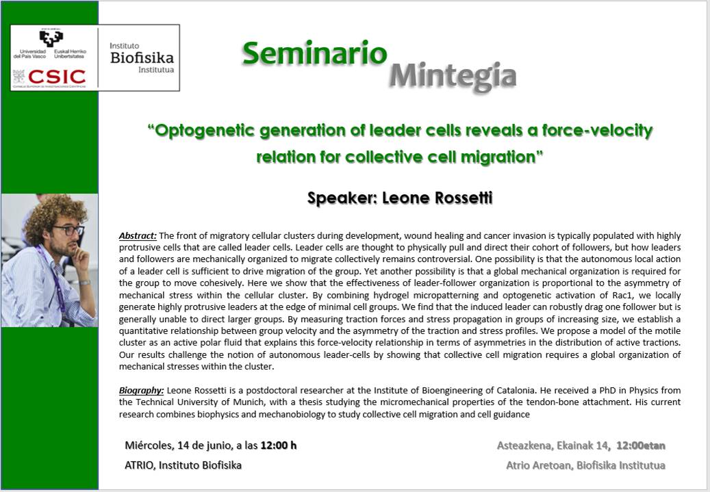 IBF Seminars: "Optogenetic generation of leader cells reveals a force-velocity relation for collective cell migration"