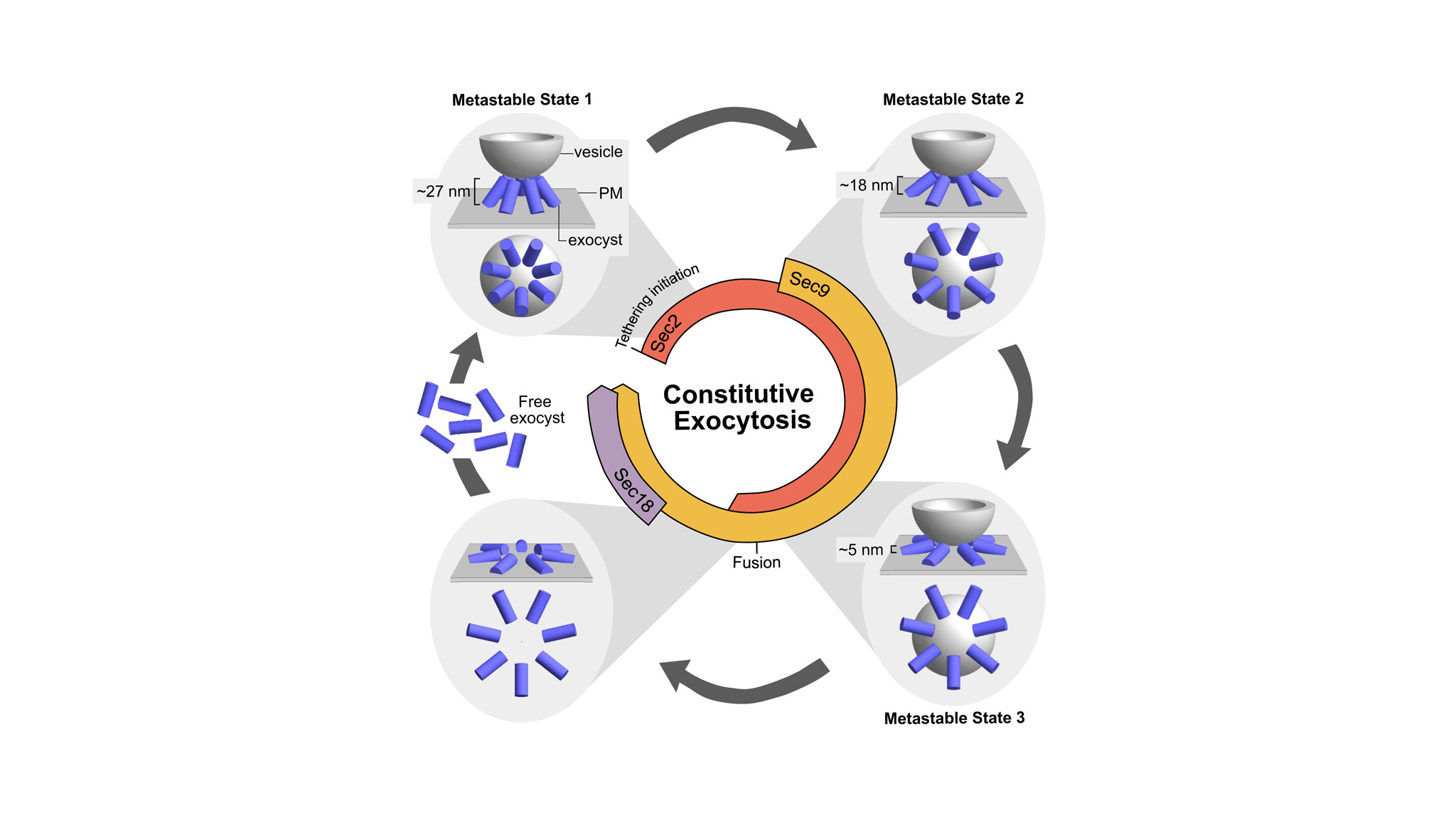 Protein ring discovered that coordinates “conversation” between cells