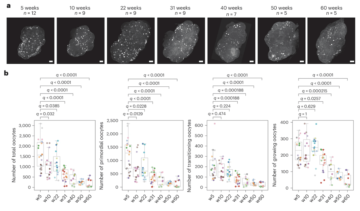First 3D map of ovary throughout reproductive lifespan reveals it counts its own eggs