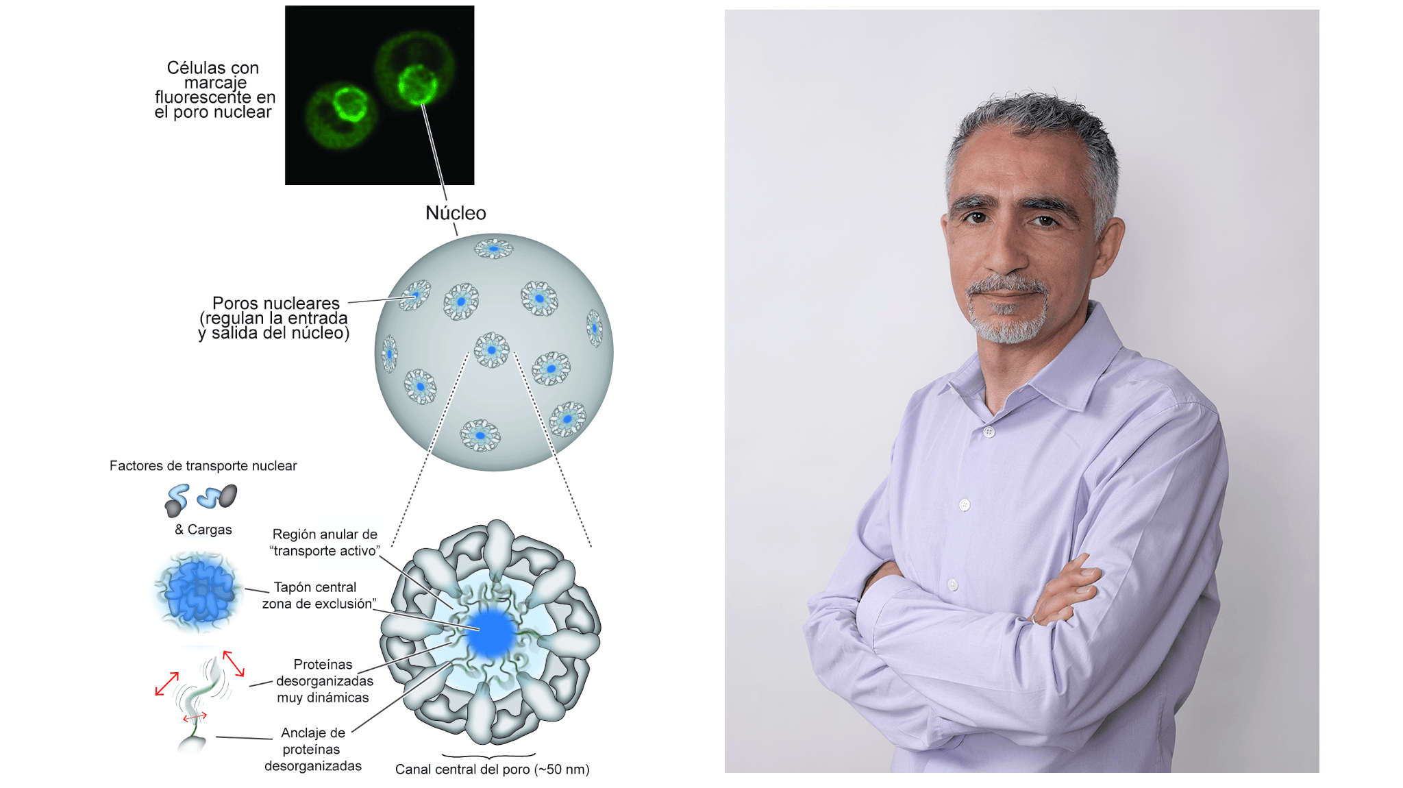 Biofisika Institute contributes to uncovering the dynamic inner workings  of nuclear pore complexes