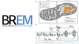 New Preprint Reveals Mitochondrial Proteostasis Mechanisms Using Cryo-EM Data from BREM