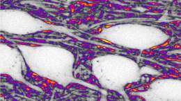 The space between neurons also “thinks”. A study reveals how its shape influences brain communication