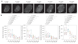 First 3D map of ovary throughout reproductive lifespan reveals it counts its own eggs