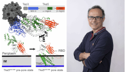 A bacteria ally of crops reveals its “secret weapon” against plant pathogens