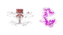 May 24: National Epilepsy Day. A molecular key that protects the brain: how the Biofisika Institute is researching neonatal epilepsy