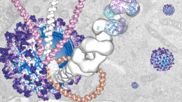 The Biofisika Institute will investigate how certain viruses turn our cells into “viral factories” thanks to a European project funded by the Wellcome