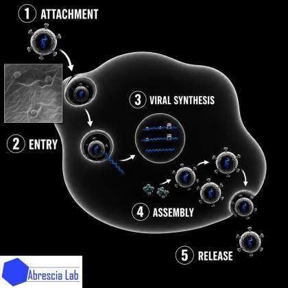 Structure and Cell Biology of Viruses