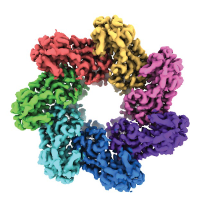 Understanding the role of RNAs in molecular conflicts Laboratory