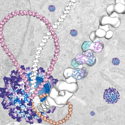 Structural biology of virus-host interactions
