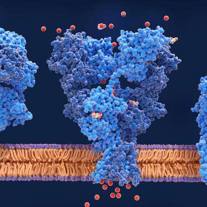 Biophysics and Biochemistry of Macromolecular Interactions Laboratory