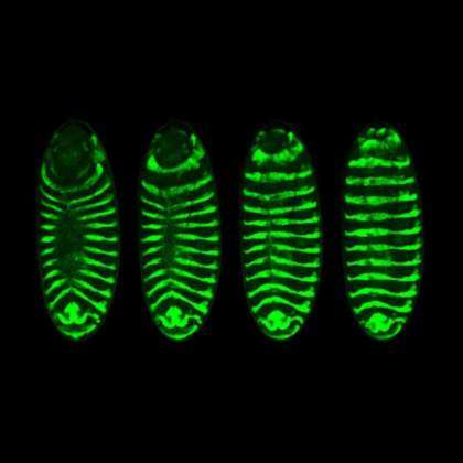 Biophysics of Morphogenesis Laboratory