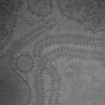 Mechanisms of Celullar Membrane Remodelling Laboratory