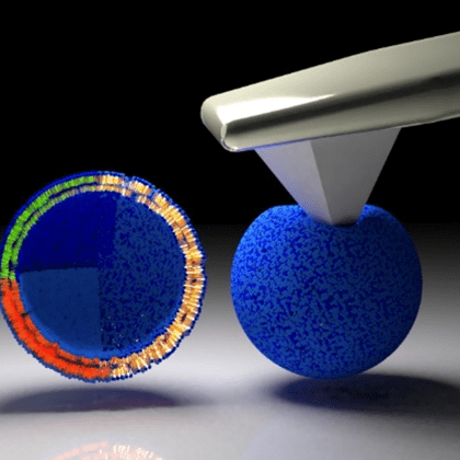 Cell Membrane Organisation and Dynamics Laboratory