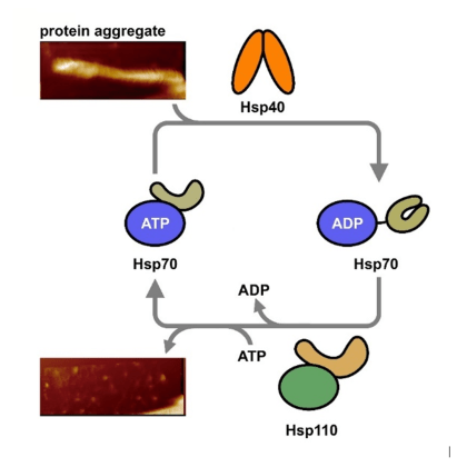 Protein Folding and Chaperones Laboratory